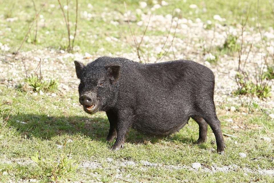 Faune nourriture mammifère noir