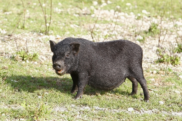 野生動物 食べ物 哺乳類 黒 写真