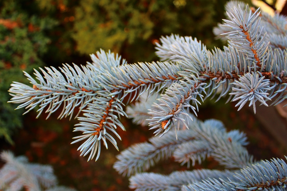 Albero natura foresta ramo