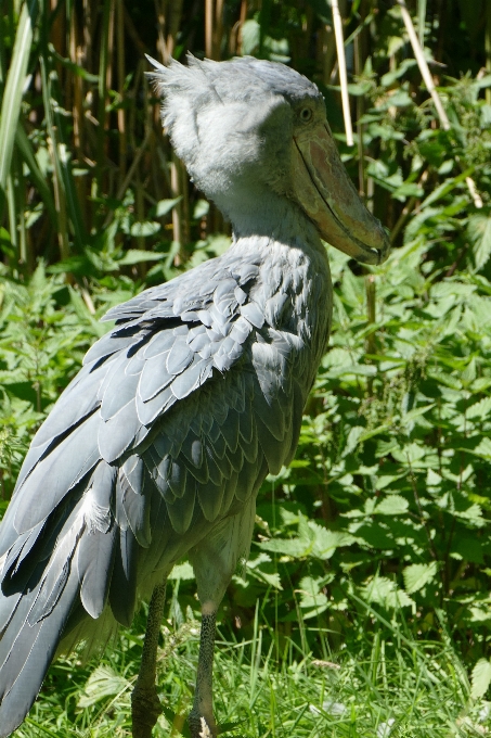 Oiseau aile animal faune