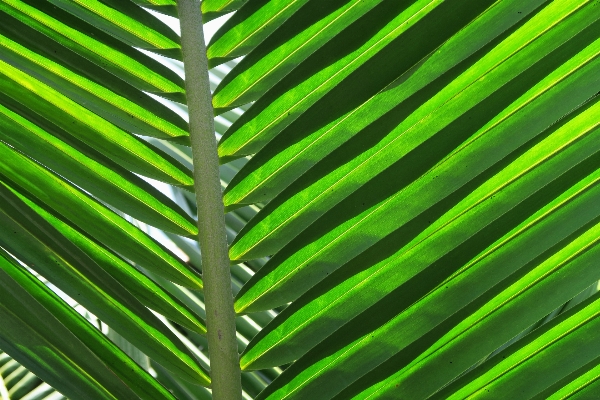 Tree grass branch plant Photo