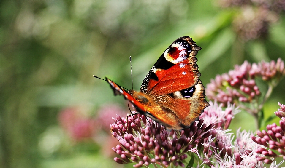 Natureza florescer plantar fotografia