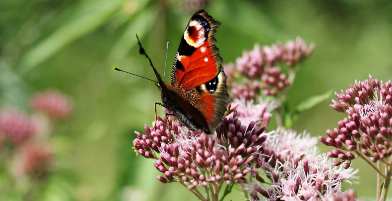 Foto Natura erba fiore pianta