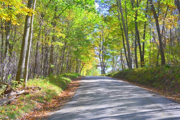 Landscape tree forest road Photo