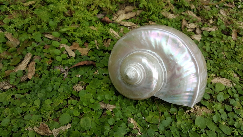 Foglia verde felce
 conchiglia