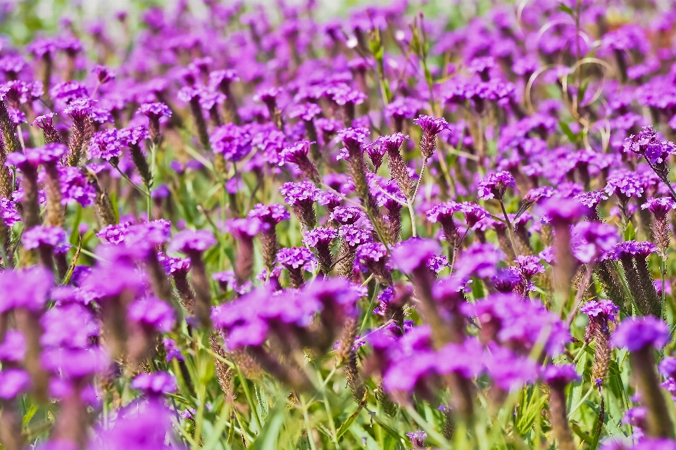 Naturaleza césped florecer planta