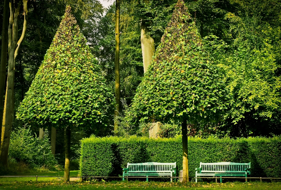 Landschaft baum natur wald