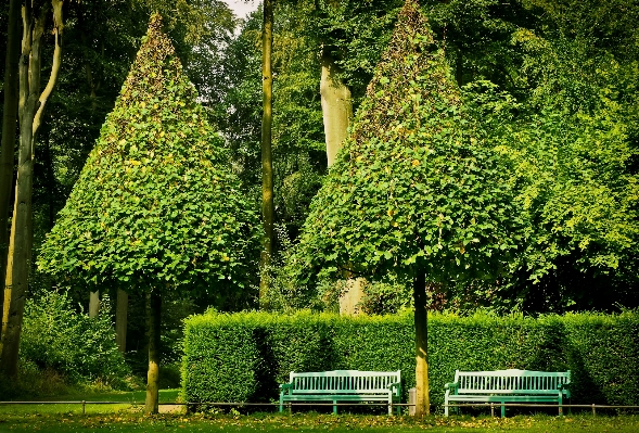 風景 木 自然 森 写真