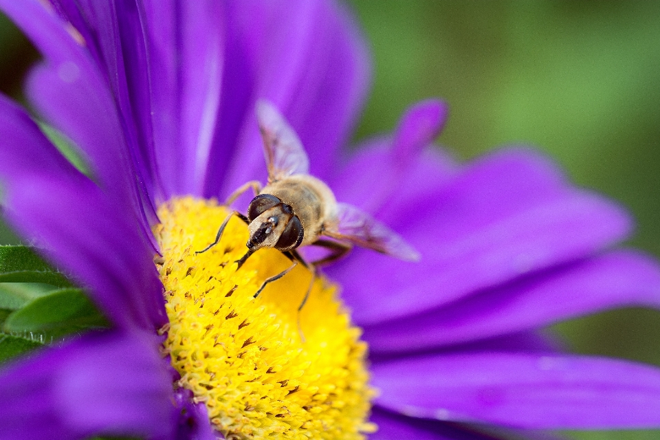 Natura kwitnąć zakład fotografia