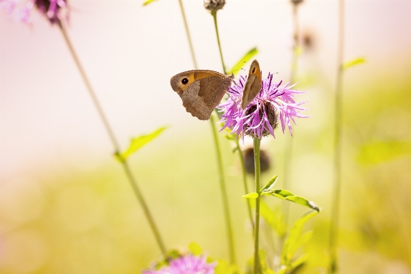 Nature blossom plant photography Photo