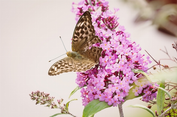 Nature branch blossom wing Photo