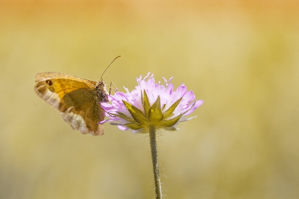 Nature plant photography meadow Photo