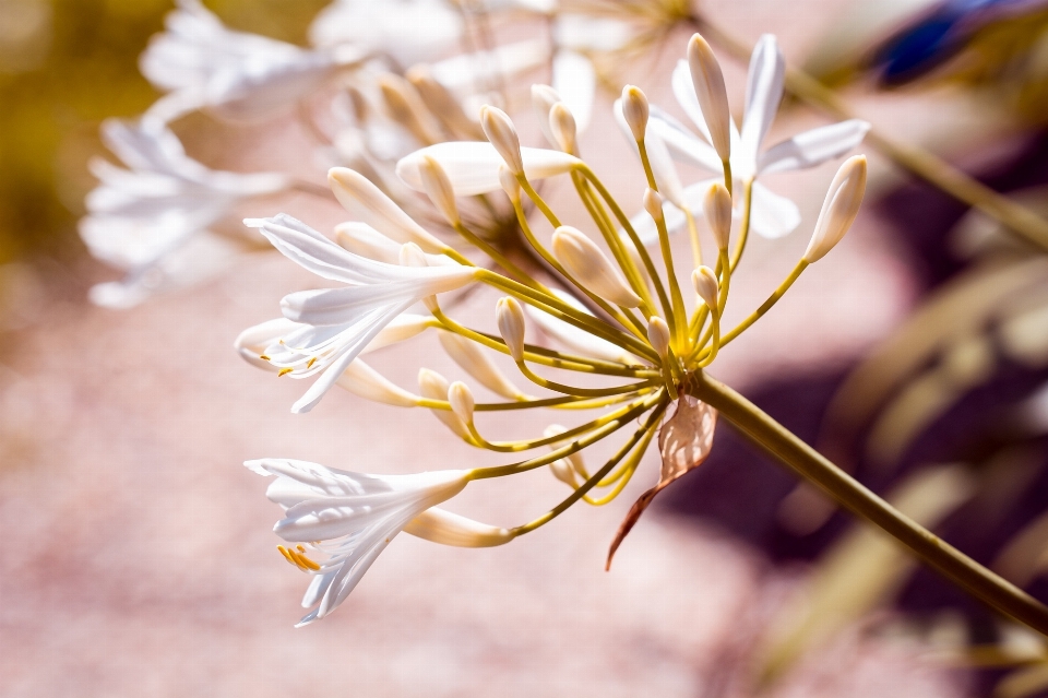 Bifurquer fleurir usine blanc