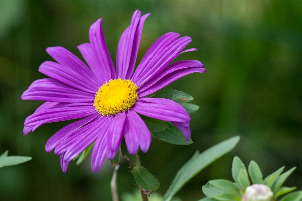 Nature blossom plant flower Photo