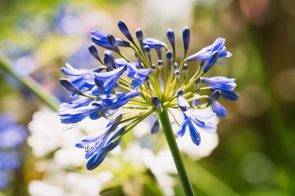 Nature blossom plant meadow Photo