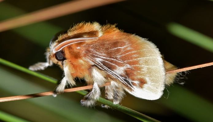 自然 写真撮影 花 動物 写真