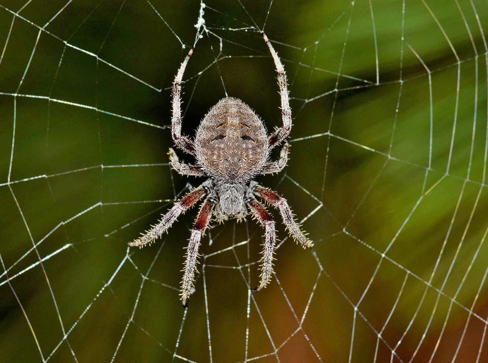 Nature animal wildlife web