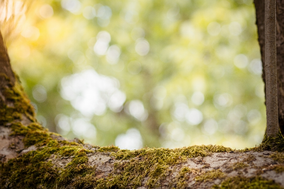 Tree nature forest grass