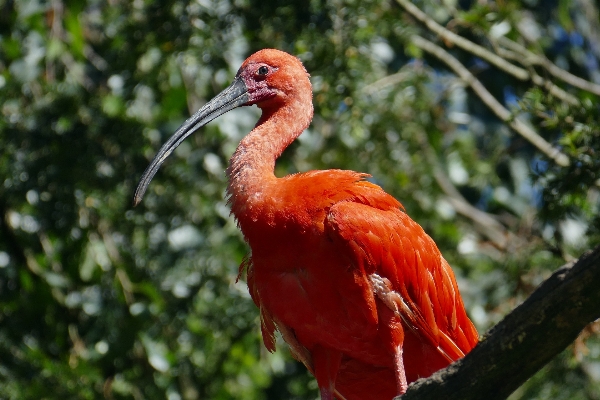 Foto Uccello animale animali selvatici zoo