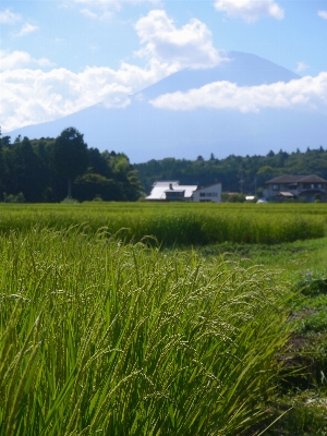 Landscape grass marsh cloud Photo