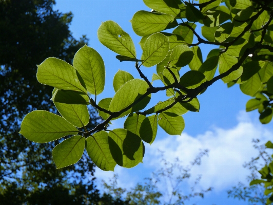 Foto árvore natureza filial florescer