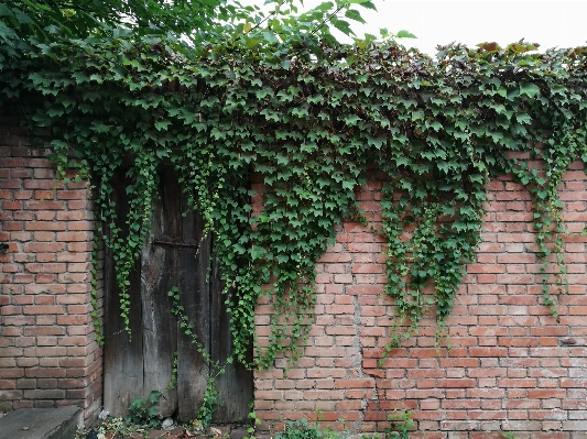 Tree plant vine flower Photo