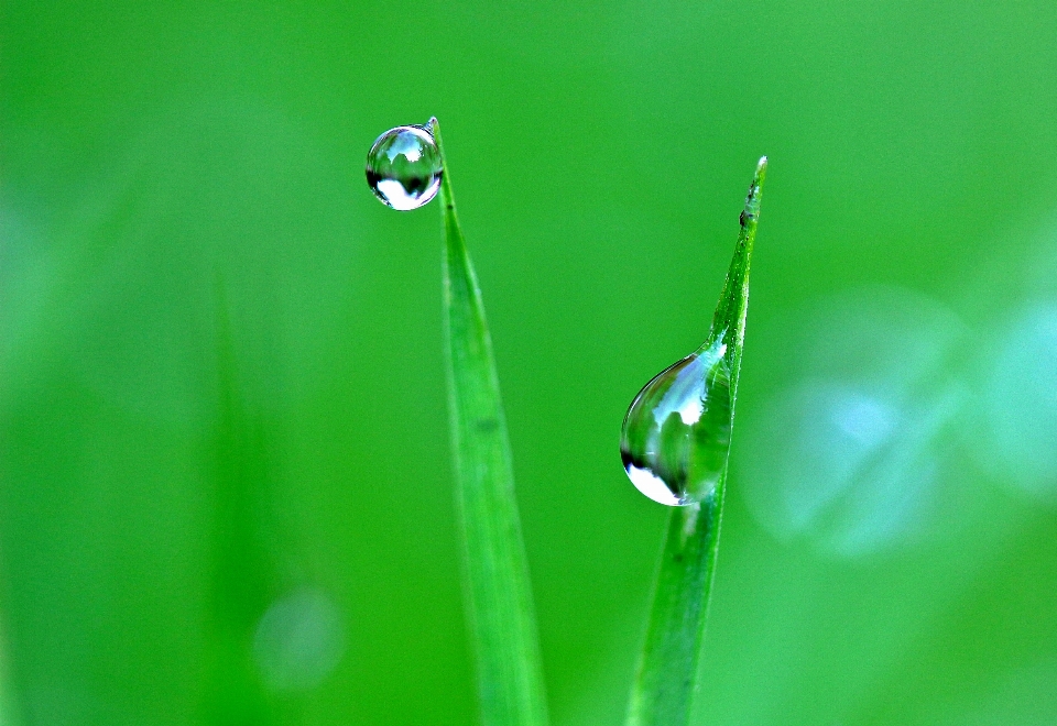 Eau herbe goutte rosée