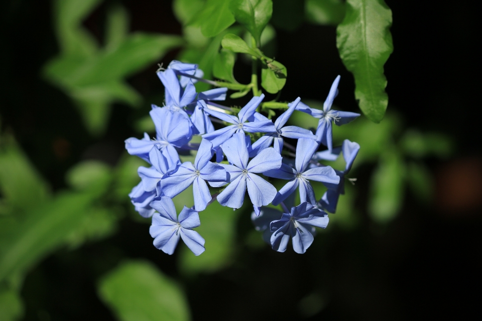 Nature blossom plant flower