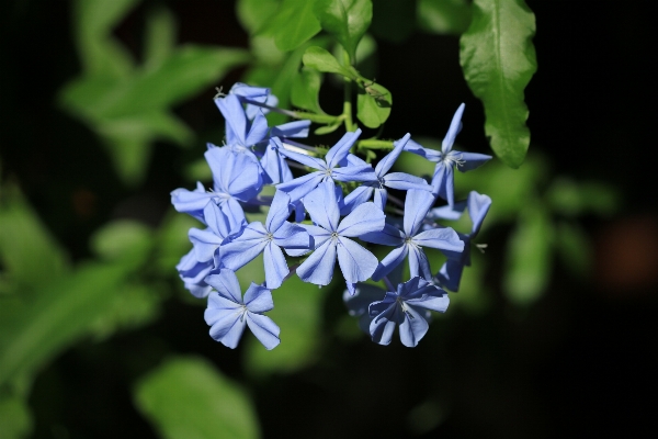 Foto Natureza florescer plantar flor