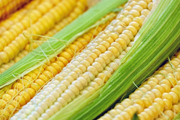 Plant young dish food Photo