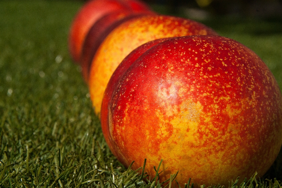 Apple 植物 水果 食物