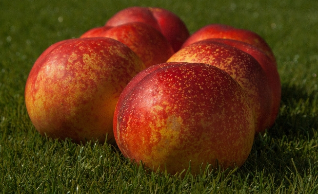 Apple anlage frucht essen Foto