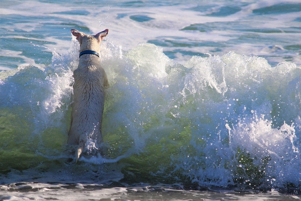 Beach sea coast water Photo