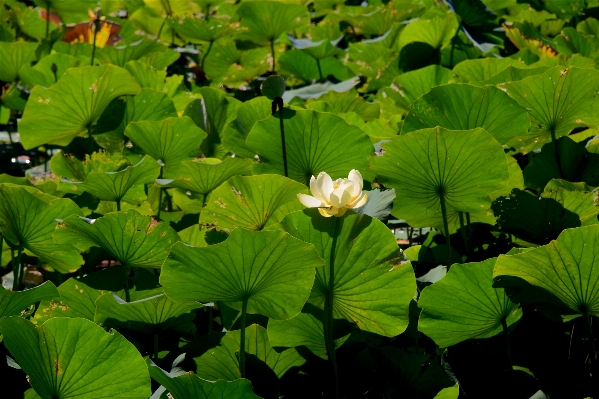 Water nature outdoor blossom Photo