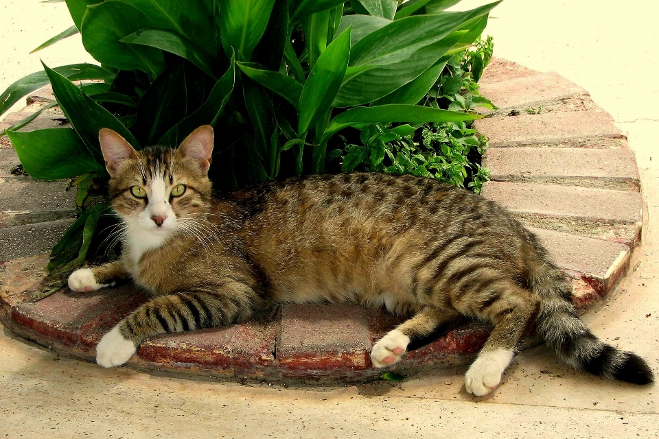 子猫 猫 哺乳類 休み