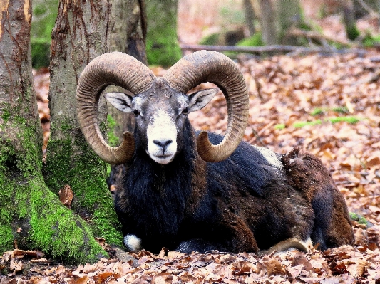 Male wildlife goat horn Photo