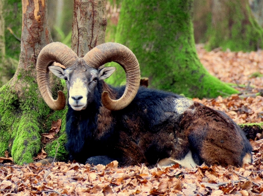 Male wildlife horn sheep Photo