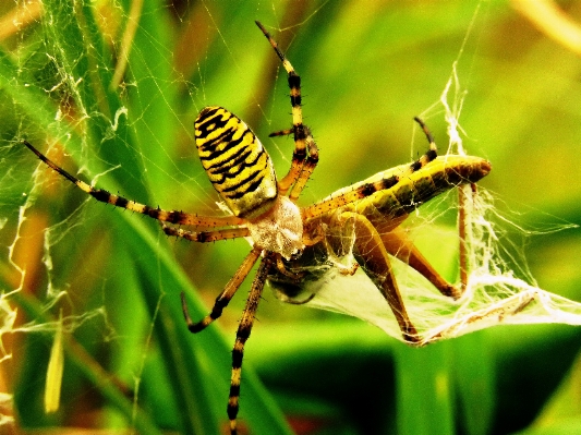 Zdjęcie Natura fotografia kwiat owad