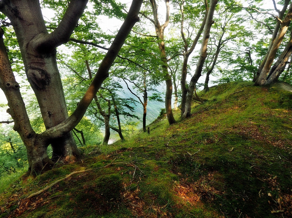 Beach tree forest wilderness