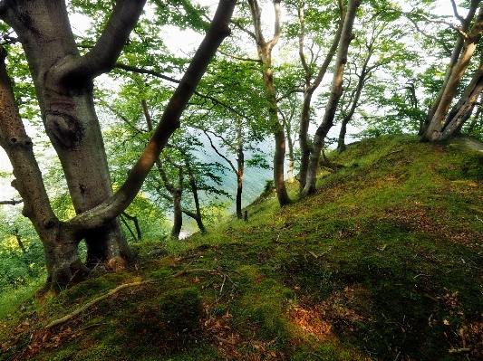 Beach tree forest wilderness Photo