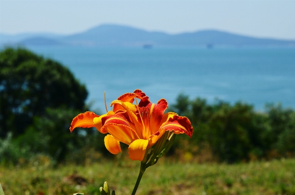 海 自然 植物 分野 写真