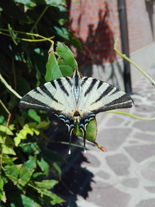 Naturaleza ala planta hoja