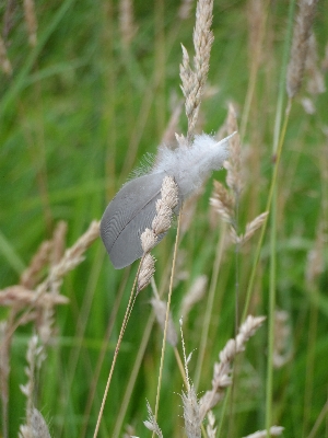 Landscape nature grass bird Photo