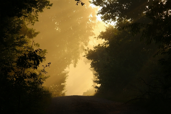 Tree nature forest branch Photo