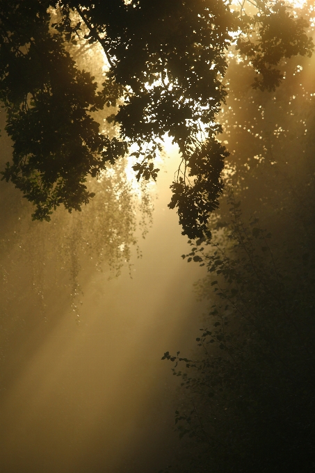 Tree nature forest branch