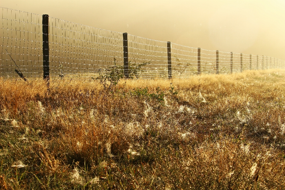 Paisagem natureza grama horizonte