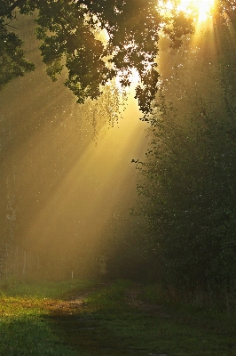 Tree nature forest grass Photo