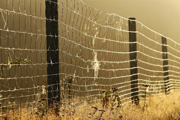 Nature grass fence wood Photo