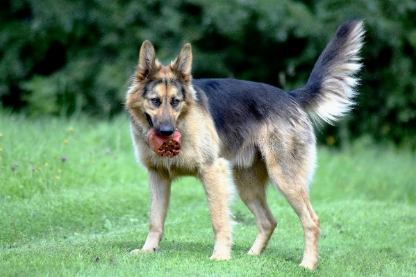 Nature grass game dog Photo