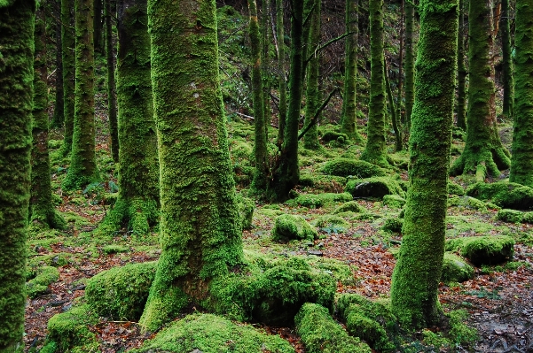 Foto Lanskap pohon alam hutan